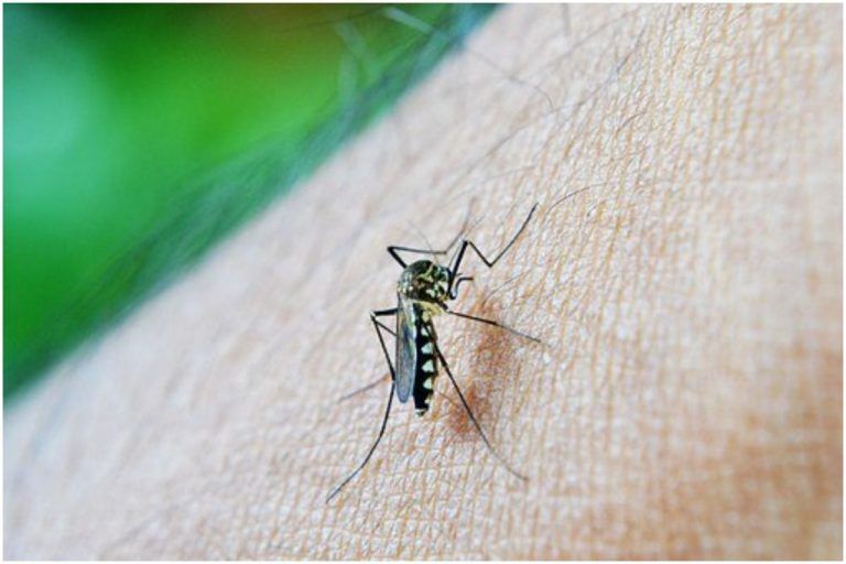 National Dengue Day 2022: डेंगू होने पर क्या खाएं और क्या नहीं, जानें यहां